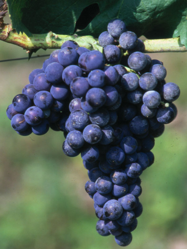 Grappolo di uva Aglianico