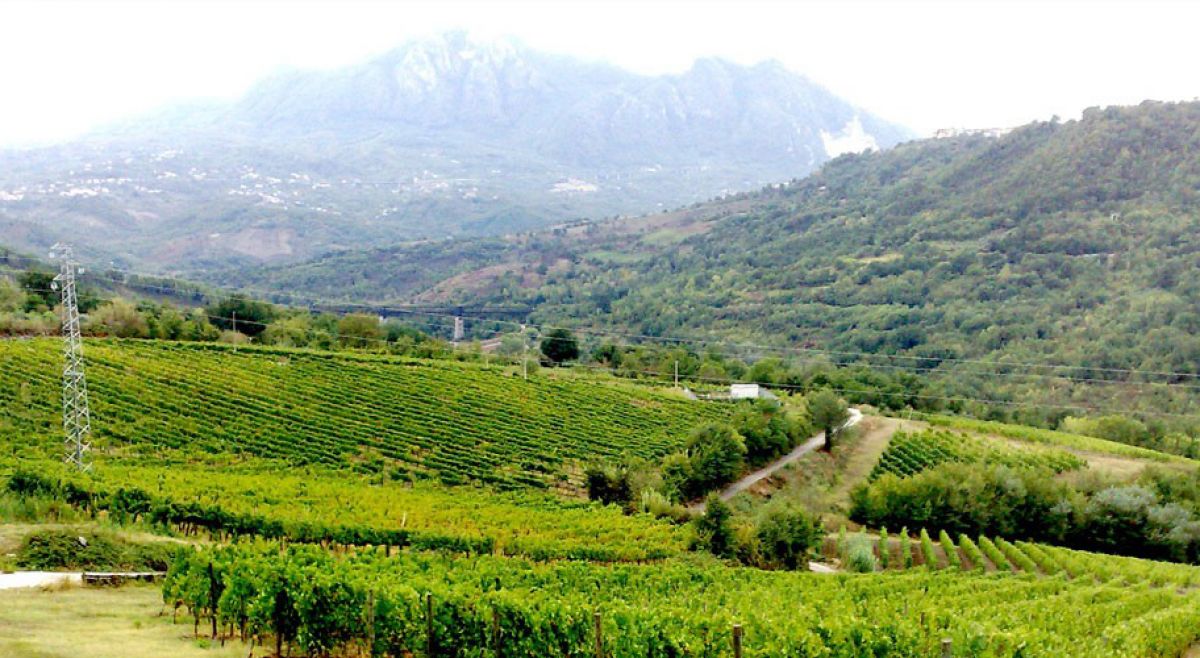 Camera Aglianico