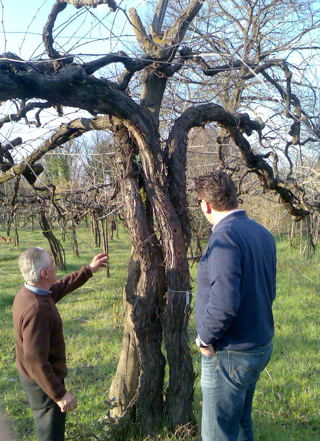 Tour tra le vigne